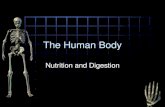The Human Bodyschallerscience.weebly.com › uploads › 3 › 7 › 1 › 9 › ... · The Excretory System. Excretion •Removal of waste products •Lungs, kidneys, skin. Blood