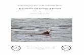 Seals and Sea Lions in the Columbia River: An …...6,000 salmonids per year. In the 2010 January-to-May run alone, “an estimated 6,081 adult salmonids (2.2% of the run) were consumed.”