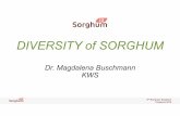 0.1 MB INTRODUCTION Presentation of different types of sorghum · Microsoft PowerPoint - 0.1 MB INTRODUCTION Presentation of different types of sorghum.pptx Author: GUEDJ Created