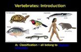 Vertebrates: Introduction · Vertebrates: Introduction A: Classification –all belong to Phylum Chordata. B: Shared Characteristics 1.Have a backbone encases/protects the dorsal