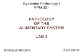 PATHOLOGY OF THE ALIMENTARY SYSTEM LAB 2people.upei.ca/eaburto/Alim-lab2/Alim-Lab2-14.pdf · PATHOLOGY OF THE ALIMENTARY SYSTEM LAB 2 Enrique Aburto Fall 2014 •Focus on the info