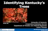 Identifying Kentucky’s Trees › files › identifying_kentuckys...2/1/2019 Identifying Kentucky’s Trees1 Identifying Kentucky’s Trees University of Kentucky Cooperative Extension