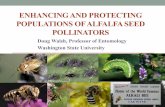 ENHANCING AND PROTECTING POPULATIONS OF ALFALFA SEED POLLINATORS › wp-content › uploads › sites › 56 › 2018 › 04 › Wa… · Large plots 2016 • At sunset on June 20