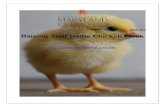 Raising Your Home Chicken Flock - University Of Maryland · Start brooding chicks at 90-95 degrees Fahrenheit (F) for the first week, reduce the temperature gradually by 5° F each