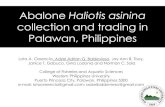 Abalone Haliotis asinina - PCSD Socio/1... · Abalone Haliotis asinina collection and trading in Palawan, Philippines Lota A. Creencia, Adzel Adrian G. Baldevieso, Jay Ann B. Tisoy,