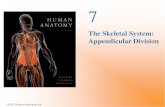 The Skeletal System: Appendicular Divis SKELETAL SYSTEM AXIAL SKELETON APPENDICULAR SKELETON (see Figure