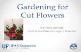Gardening for Cut Flowers - University of Floridasfyl.ifas.ufl.edu/.../Gardening-for-Cut-Flowers.pdffresh cuts or dried flowers • Plants need cool period for shoot elongation & flower