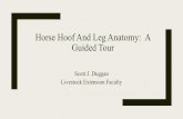 Horse Hoof and Leg Anatomy: A Guided Tour › sites › default › files › ...Today’s Mission Be able to visualize the skeletal anatomy of the lower leg and hoof of the horse.