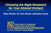 Choosing the Right Rootstock for Your Almond Orchardcestanislaus.ucanr.edu/files/111484.pdf · More drought tolerant than peach. Peach / Almond Hybrids Disadvantages Very vigorous