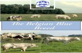 The Belgian Blue Breed › pdf › brochure_an.pdf · 2018-12-04 · The Belgian Blue breed represents 50% of the national herd, which is made up of .083.408 cows. EXPANSION OF THE