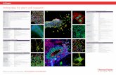 Poster: Antibodies for stem cell research · Poster: Antibodies for stem cell research Created Date: 10/9/2019 12:59:17 PM ...