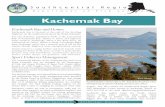 Kachemak Bay Brochure · 2017-06-09 · Kachemak Bay and Homer Kachemak Bay is located at the end of the Sterling ... This injures fragile gill arches and causes almost certain death.