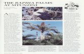 pza.sanbi.orgpza.sanbi.org › sites › default › files › info_library › raphia.pdf · 2015-02-25 · palm enthusiasts is the Raphia australis grove in the swamp forest at
