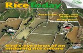 › files › ricetoday---2008-01---vol07-nr01.pdf · 2016-01-13 · ISSN 1655-5422 US$5.00 International Rice Research Institute January-March 2008, Vol. 7, No. 1 Bird’s-eye views