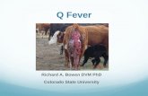 Q Fever › wp-content › uploads › 2014 › 06 › ...Q Fever Richard A. Bowen DVM PhD Colorado State University Coxiella burnetii Bacterium related to Legionella, Francisella