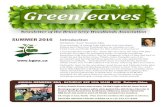 Greenleaves - WordPress.comsugary) refers to the sweet sap that maple sugar is derived from. It is known as hard rock maple, sweet maple, white maple, and black maple. Dur-ing growth,