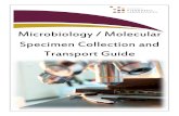 Microbiology / Molecular Specimen Collection and Transport ......microbiology / molecular specimen collection and transport guide . chlamydia trachomatis, neisseria gonorrhoeae, trichomonas
