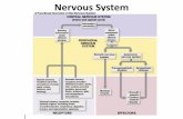 Nervous System - muncysd.org€¦ · Nervous System •Monitors changes that occur in the internal and external environment (communicates) •Processes and interprets to make “decisions”