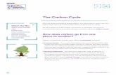 The Carbon Cycle - BBC › terrific... · CARBON CYCLE WORKSHEET 1 The Carbon Cycle We know trees are great at storing carbon, but where does it come from and where does it go? Let’s