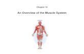 An Overview of the Muscle â€¢ locate origins and insertions of muscles on an articulated skeleton â€¢