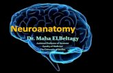 Neuroanatomy - Doctor 2016 - JU Medicine · Blood Supply to Spinal Cord The spinal cord is supplied with blood by three arteries that run along its length starting in the brain, and