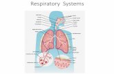 The Digestive system › cms › lib › PA06000076...Respiratory System Pulmonary Ventilation •Movement of air in & out of the lungs •System functions to inhale and exhale air