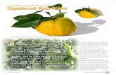 A great idea that works Espaliered Yuzu Trees...green fruit. Green yuzu juice is excellent on summer’s grilled vegetables, in flavored water or punches. The mature yellow yuzu is