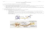 JENSEN BIOLOGY - Home€¦ · Web viewAll neurons in this division of the nervous system are a type of neuron called an interneuron. The PNS contains all nerve cells outside the brain
