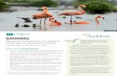 BAHAMAS - secure.holbrooktravel.com · EXTENSIVE GUIDE TRAINING Birding guides selected for the tours have taken part in comprehensive guide training in alliance with expert guides,