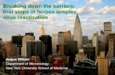 Breaking down the barriers: first steps in herpes simplex virus reactivation · 2018-05-14 · Breaking down the barriers: first steps in herpes simplex virus reactivation Angus Wilson