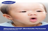 Whooping Cough (Bordetella Pertussis) - Home - Whooping Cough (Bordetella Pertussis) Origins Whooping