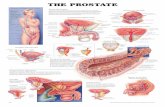 THE PROSTATE · the penis Prostate gland Fibromuscular stroma Ductal lumen Prostatic fluid Malignant tumor (prostatic carcinoma) 9863 ©1999, 2000 Anatomical Chart Company, a division