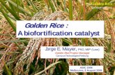 Golden Rice : A biofortification catalyst › abic2006 › pdf › speakers › JorgeMayer.pdf · A GoldenDeal • The inventors* have assigned their rights to Golden Rice to Syngenta.