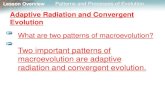 Adaptive Radiation and Convergent Evolutionpehs.psd202.org/documents/rgerdes/1525107448.pdf · Patterns and Processes of Evolution . Convergent Evolution . Sometimes groups of organisms