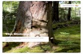 The Biotope Method - Vattenfall · 2019-04-23 · The Biotope Method is intended for use in connec-tion with most types of land and water use. It is important to emphasise that the