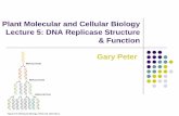 Plant Molecular and Cellular Biology Lecture 5: DNA ...sfrc.ufl.edu › courses › pcb5530 › Lectures › 080818.PMCB... · then places β onto the primer for the lagging-strand