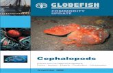 Globefish Commodity Update - November 2008Jan 1989-Oct 2008, in US$/kg 12 Average monthly wholesale prices, Tokyo, Japan, whole octopus in frozen blocks, selected grades (1.0/1.5 kg/pc