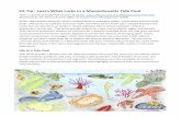 CZ-Tip Learn what lurks in a massachusetts tidepool€¦ · Geographic's Resource Library (plankton and sea anemone); and Encyclopedia of Life (bladder wrack, periwinkles, dogwinkles,