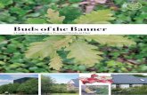 Buds of the Banner - County Clare · Buds of the Banner A Guide to Growing Native Trees and Shrubs in Clare “This is a very impressive publication, which I’m sure will be very