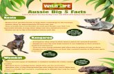 Aussie Big 5 Facts - Wild Life Sydney · - Male platypuses have a spur on their back foot which contains venom that is powerful enough to kill a small animal Saltwater Crocodile -