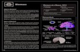 Biomass Biomass at a Glance, 2014 - Kennedy APESkennedyapes.weebly.com/uploads/4/5/3/0/4530459/biomass.pdf · plants for use as biomass fuels may also help keep carbon dioxide levels