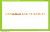 Sensation and Perception - Norwell High School...Sensation and perception chapter 6 Thursday, January 16, 14 Specific nerve energies Different sensory modalities exist because signals