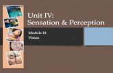Unit IV: Sensation & Perception › cms › lib › WA01001541...Sensation & Perception Module 18 Vision. The Eye 18-1. Visible Light What we see as visible light is but a thin slice