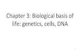 Chapter 3: Biological basis of life: genetics, cells, DNA · Cells: the basic units of life 3.5 bya (billion years ago) primitive cellular forms emerged-similar to modern day algae
