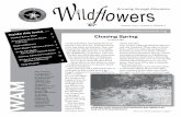 Growing through Education - wildflowersmich.org · (very southern Texas) when were there, but again we left too soon, anxious to get Prickly pear cactus, yuccas and Texas bluebonnets