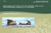 Management Plan for the Steller Sea Lion Eumetopias ... · The Steller Sea Lion is the largest member of eared seals and a relatively long-lived and slow reproducing species. The