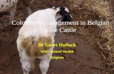Colostrum management in Belgian Blue Cattle · 2014-10-24 · • Only once colostrum • 30 min after birth • How: – 1. Ad libitum drinking • L colostrum x gr IgG (colostrum