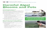 N Harmful Algal Blooms and PetsBlooms and Pets Cyanobacterial toxins can poison people and pets. Pets can be affected by HAB toxins by drinking affected water, licking their fur or