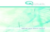 What are stem cells? - UK's Leading Umbilical Cord Blood ... · Cord blood The richest and least invasive source of stem cells from the human body. Induced Pluripotent Stem Cells