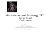 Large bowel Peritoneum - Semmelweis Egyetemsemmelweis.hu/patologia2/files/2019/02/EN_madaras_large-bowel_19.pdfGastrointestinal Pathology III. Large bowel Peritoneum Lilla Madaras